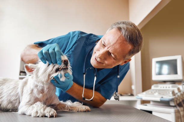 Best Mobile Emergency Dentist in Sunnyside, CA